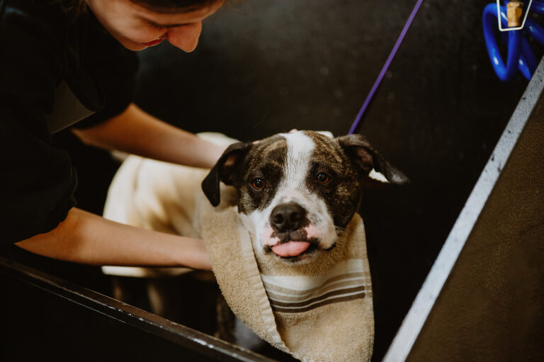Good Dog Hotel & Spa
