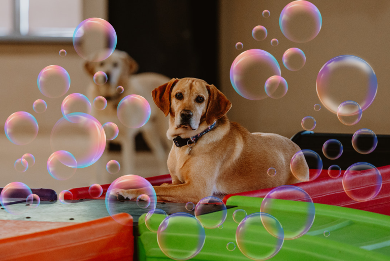 Bubble Day Daycare